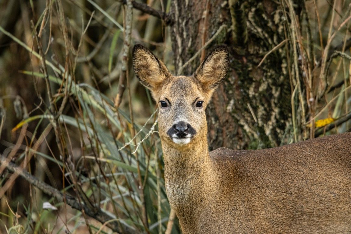  Female Roe Deer